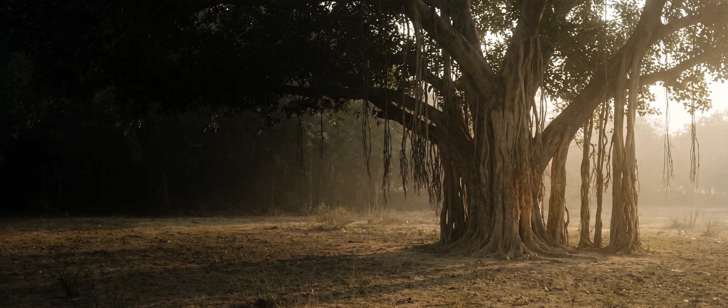 A banyan tree at dawn, low sunlight through haze over dry open ground